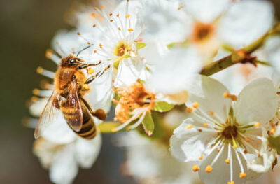 Abeilles Environnement Le rôle essentiel des abeilles dans la