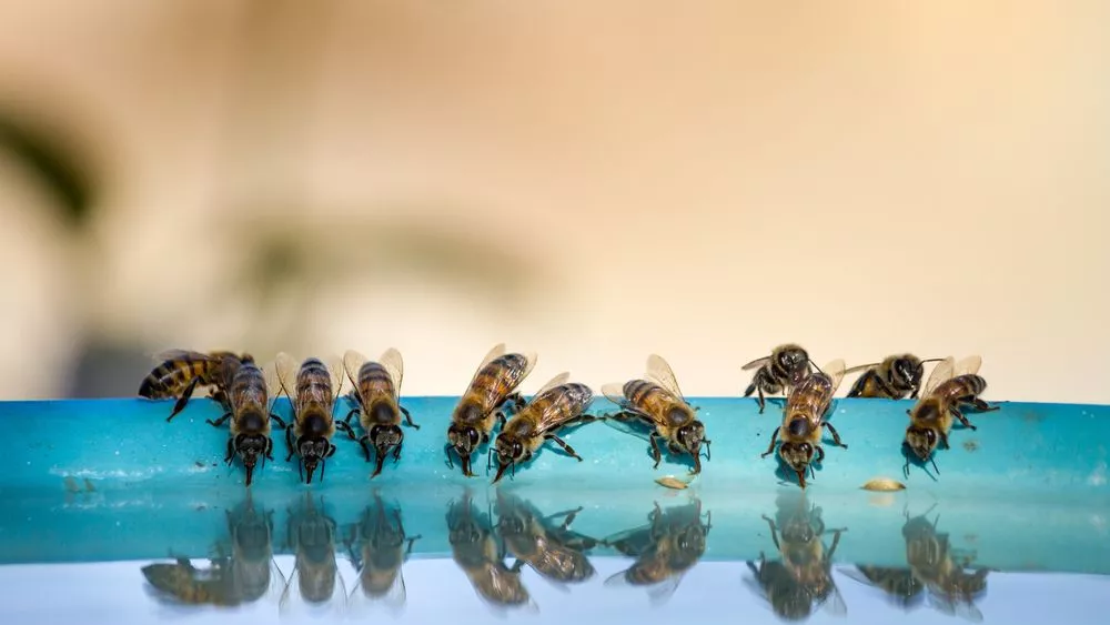 Abeilles Grouillant Sur La Macro Extrême De Nid D'abeilles . Insectes  Travaillant Dans La Ruche En Bois Réunissant Le Nectar De Po Photo stock -  Image du animal, fleur: 192627812